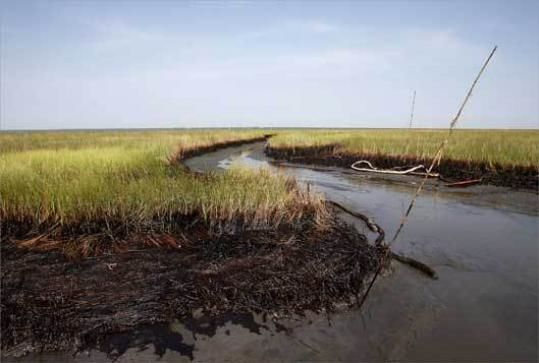 The future of the Louisiana coast may depend on whether marsh grasses can survive the oil from the BP well. Patrick Semansky / Associated Press