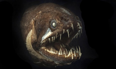 A dragon fish: The Census of Marine Life surveyed 25 key marine regions and found that species in the Mediterranean faced the most threats. Photograph: Dr. Julian Finn / Museum Victoria / PA