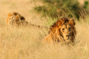 Uganda lions. Only 415 lions remain in Uganda's network of national parks, and in Murchison Falls National Park, the largest of them all, just 132 remain. Julie Larsen Maher &copy; WCS