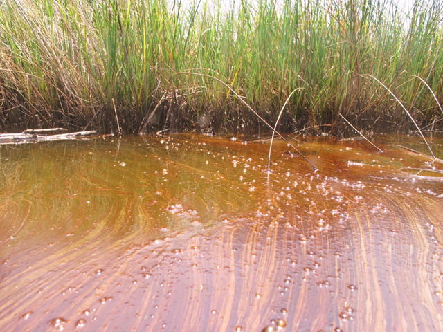 Swirls of oil float at the edge of stained marsh grass inside Horn Island's Garden Pond, one of several marshes on the island's interior, on August 8, 2010. The oil penetrated deep into the green marsh grass, coating the stalks from the mud to about 18 inches up. Press-Register / Ben Raines