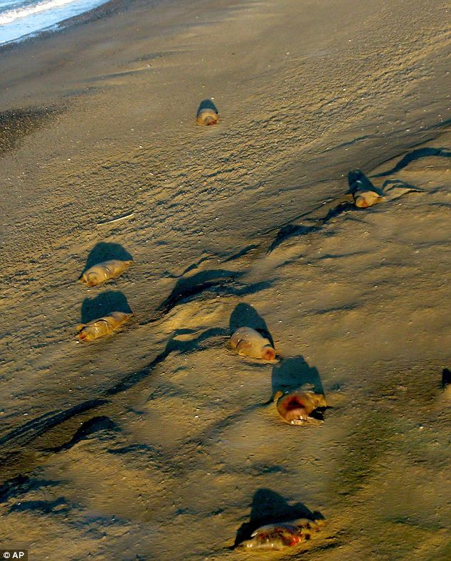 Federal wildlife researchers from the U.S. Geological Survey on their way to a walrus tagging project spotted 100 to 200 of the animals' carcasses near Icy Cape about 140 miles southwest of Barrow, 18 September 2009. Some of the dead walruses found on the shore of Icy Cape in the Chukchi Sea about 140 south-west of Barrow, Alaska. Up to 200 carcusses were spotted by wildlife researchers a fortnight ago. USGS via dailymail.co.uk