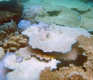 Bleached coral off the coast of Aceh Province. Stressed by rising ocean temperatures, the coral has expelled its algae. ens-newswire.com
