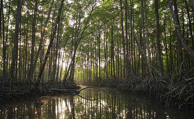 Mangrove forest of Lampi Island Marine National Park. ecoswiss.org
