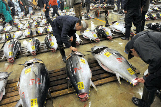 Best served chilled: Wholesale buyers check out tuna at Tokyo's Tsukiji fish market in April 2010. SATOKO KAWASAKI PHOTO
