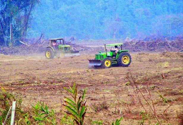 The site of a village in the Hukaung Valley Tiger Reserve that has been razed for cash crops. Independent