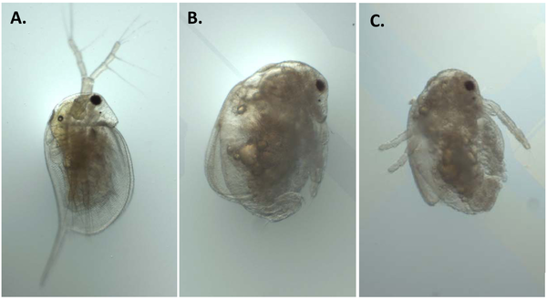 Developmental abnormalities among neonatal daphnids resulting from maternal exposure to NaNO2. (A) normal control neonate, (B) and (C) neonates derived from maternal exposure to 1.0 and 2.0 mg N/L NaNO2, respectively. Hannas, et al 2010.