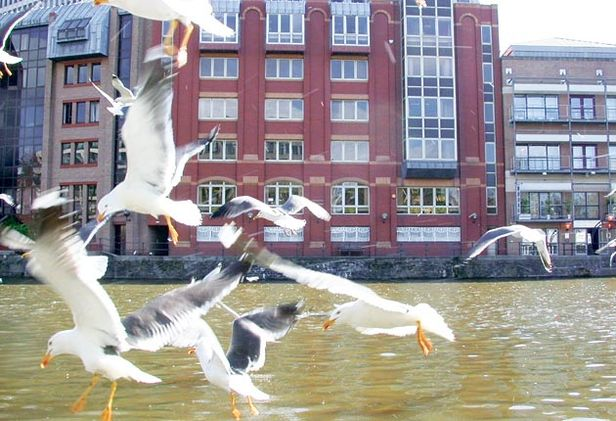 Experts believe there may be over 100,000 pairs of urban seagulls in the UK. Peter Rock