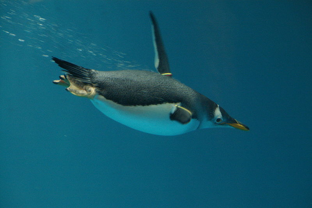 Pygoscelis papua. Gentoo Penguin swimming underwater at Nagasaki Penguin Aquarium, Nagasaki, Japan, 3 February 2008. It hasidentification bands on its wings. Ken FUNAKOSHI