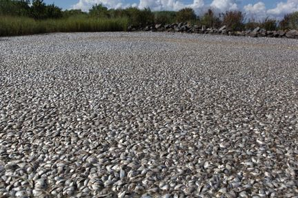 A massive fish kill was reported late Friday, 10 September 2010, in Plaquemines Parish at Bayou Chaland, west of the Mississippi River. Plaquemines Parish government / nola.com