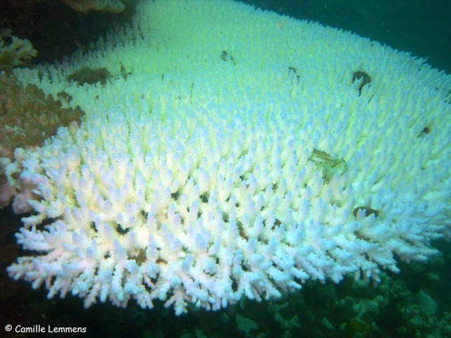 Coral bleaching around Koh Tao, 4 July  2010. Camille Lemmens