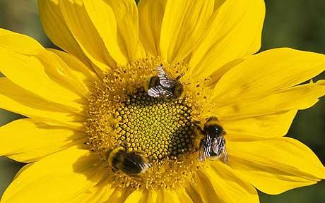 Bees on a sunflower. PHOTOLIBRARY.COM