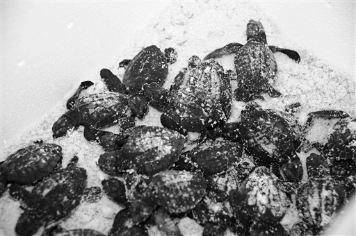 In a photo taken with a red filter on the light and camera to protect the hatchlings in July, the first group of turtle hatchlings from endangered Kemp's Ridley sea turtle eggs brought from beaches along the Gulf Coast are released into the Atlantic Ocean off NASA's Kennedy Space Center in Cape Canaveral, Fla. NASA photo