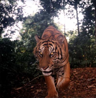 A new study identifies 42 source sites scattered across Asia where most of the 1,000 breeding female tigers remain. This tiger was photographed in Bukit Braisan Selatan National Park in Indonesia. Wildlife Conservation Society
