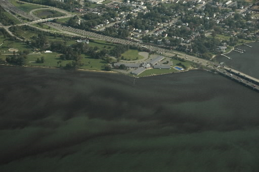 Red tide. Chesapeake Bay Foundation
