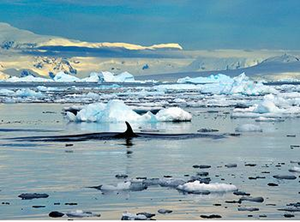 Whale swims among melting icebergs off the coast of Antarctica, February 2010. T.C. Yuen