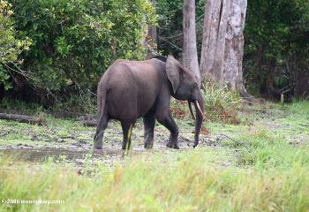 A forest elephant in Gabon. Rhett A. Butler