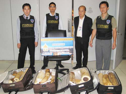 Thailand customs officers with smuggled ivory, August 2010. Suvarnabhumi Airport Passenger Control Customs Bureau