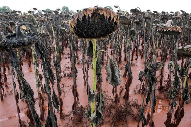 Sunflowers stand in poisonous red mud in a field in Somlovasarhely, 105 miles southwest of Budapest, on Wednesday, 6 October 2010. Tamas Kovacs / EPA