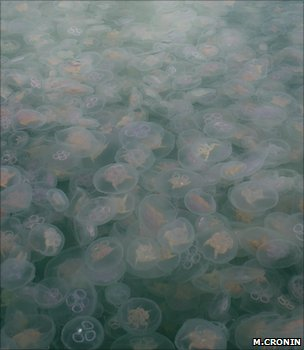 Jellyfish bloom. Global warming and overfishing are driving the increase in jellyfish numbers. M. Cronin / BBC