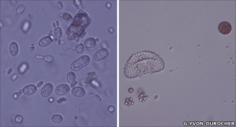 The image on the left shows an abundance of smaller phytoplankton in the warmed water, compared with just a few larger specimens in the control sample. G. Yvon-Durocher, 2010