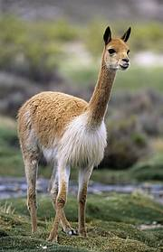 Vicu&ntilde;a (Vicugna vicugna). In South America, protected areas and a combination of the Convention on International Trade in Endangered Species (CITES) and the Vicu&ntilde;a Convention helped spark the recovery of the Vicu&ntilde;a Vicugna vicugna. Photo: Chris Gomersall