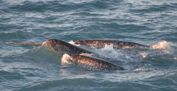 Tagged narwhals migrated south into Baffin Bay where they collected and transmitted temperatures from the pack ice through the following spring. Credit: NOAA / University of Washington