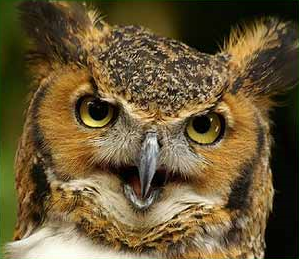 Indian eagle owl. wildlifeindiapictures.blogspot.com
