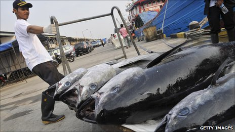 Japan consumes about 80% of the global supply of bluefin tuna. Getty Images / BBC