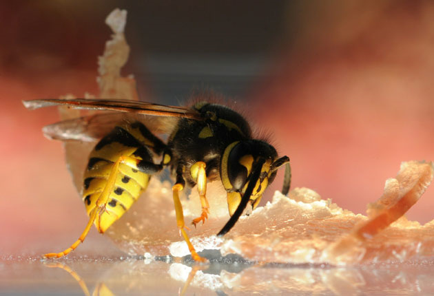 Wasps: Call-outs have doubled since 2009. Pest infestations are on the rise as cash-strapped councils in Britain phase out free extermination services. AFP / Getty Images