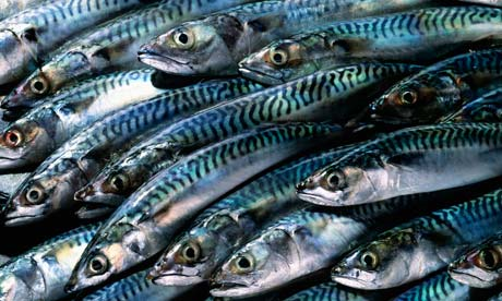 At total of 14 skippers have pleaded guilty to 524 illegal landings of mackerel and herring at the Scottish port of Lerwick. Photograph: Corbis