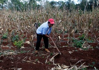 A farmer works the land while showing a group of journalists how to grow corn in the Mayan community of Tabi, in the Yucatan peninsula, Mexico, Friday, Dec. 3, 2010. According to the UN weather agency, 2010 is 'almost certain' to rank among the three hottest years on record, and the 2001-2010 decade is undoubtedly the warmest period since the beginning of weather records in 1850. AP Photo / Eduardo Verdugo