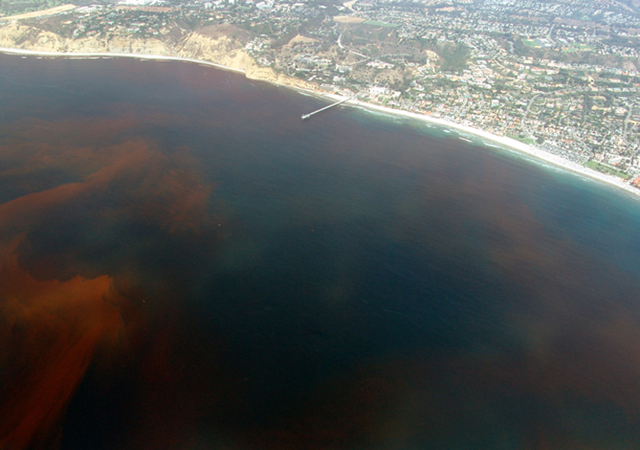 Red tide off the Scripps Institution of Oceanography Pier, La Jolla California, 13 August 2005. P. Alejandro D&iacute;az / Wikipedia