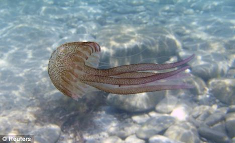 A jellyfish floats in the Mediterranean sea on the west coast of the Spanish island of Mallorca. Reuters