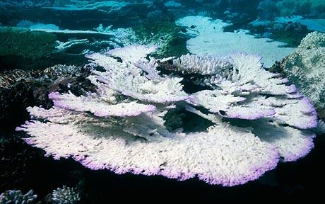 Coral bleaching in Maldives, Indian Ocean. Photo: ALAMY