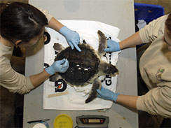 Sarah Gomez, left, and Meghan Calhoun with the Audubon Nature Institute examine a Kemp's Ridley turtle that was impacted by the BP PLC oil spill in New Orleans in this Dec. 13, 2010, photo. AP Photo