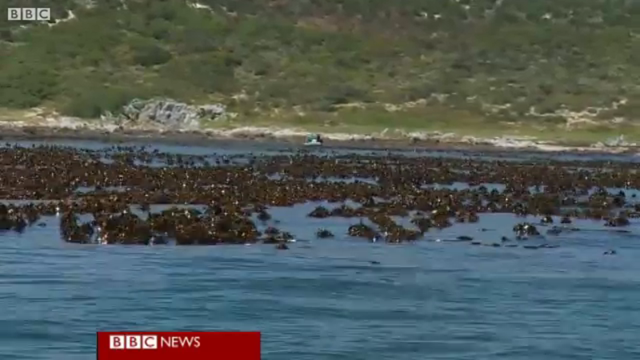 Abalone poachers off the western cape of South Africa. The smuggling of the giant sea snail - known as abalone - is being linked to the Chinese Triads and international drug gangs - who capture the fish from the deep and then smuggle it into China and Hong Kong where it is eaten as a delicacy. BBC
