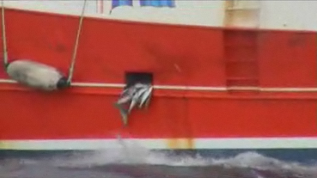 Norwegian government coastguards filmed the crew of the Prolific, a Shetland-based trawler, openly discarding more than 5,000 kg of cod and other dead white fish, or nearly 80% of its catch. guardian.co.uk