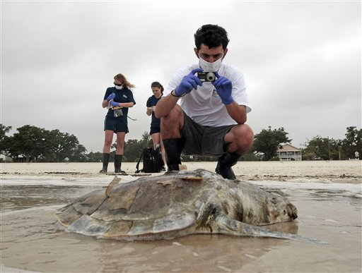 Institute of Marine Mammal Sciences researcher Justin Main takes photographs of a dead sea turtle on the beach in Pass Christian, Miss., on 2 May 2010. At rear are researchers Kelly Folkedahl, left, and Meagan Broadway. Associated Press archive