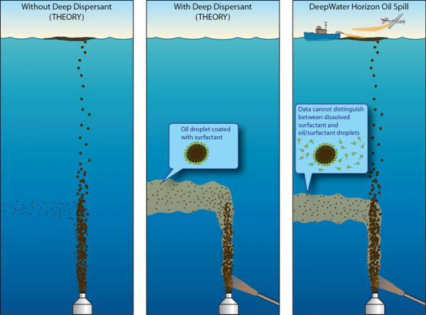 Breaking up is hard to do. When oil and gas mixtures are ejected from a deep wellhead, liquid oil droplets of many different sizes form and rise toward the ocean surface. Because the smaller droplets become as dense as the surrounding water deep below the surface--in this case at about 1,100 meters—they are swept away laterally by prevailing ocean currents (left panel). When a dispersant is added at the depth of the wellhead, a component called a surfactant breaks up the oil into small droplets (middle panel). If the dispersant works perfectly, virtually all the liquid oil is in these 'neutrally buoyant' droplets and is carried away before ever reaching the surface and the droplets become small enough to be consumed, or 'biodegraded,' by bacteria. In the Deepwater Horizon spill (right panel), scientists found evidence that the dispersant mixed with the small droplets in the deep-water hydrocarbon plume but also discovered the oil/dispersant mix had not yet biodegraded several months after the spill. The study could not distinguish between oil droplets coated with surfactant (which would suggest the dispersant worked as planned) and surfactant floating freely on its own (suggesting the substance did not attach to the oil, as intended). (Credit: Jack Cook, Woods Hole Oceanographic Institution)