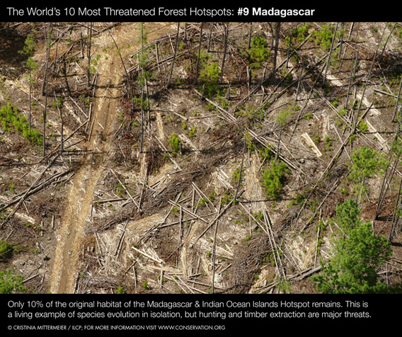 The World's 10 Most Threatened Forest Hotspots: #9 Madagascar. Only 10 percent of the original habitat of the Madagascar and Indian Ocean Islands Hotspot remains. Christina Matthews / RCP