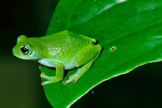 The Chalazodes Bubble-nest Frog (Raorchestes chalazodes) was last seen in 1874. Rediscovered after 136 years, this striking fluorescent green frog with ash-blue thighs and black pupils with golden patches (highly unusual traits among amphibians) frog leads a secretive life, presumably inside reeds during the day. Rediscovered by Ganesan R, Seshadri KS and SD Biju. Listed by the IUCN as Critically Endangered. Photo: &copy; SD Biju
