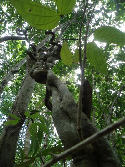 Bauhinia is a common tropical vine. Credit: STRI