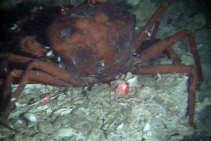 This Dec. 1, 2010 photo provided by the University of Georgia, made from the submarine Alvin, shows a dead crab with oil residue near it on a still-damaged sea floor about 10 miles north of the BP oil rig accident. Marine biologist Samantha Joye of the University of Georgia said, 'We consistently saw dead fauna (animals) at all these sites. It’s likely there’s a fairly large area impacted,' she said. AP Photo / University of Georgia, Samantha Joye