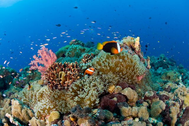 Coral reef in the Coral Triangle, Papua New Guinea. padi.com