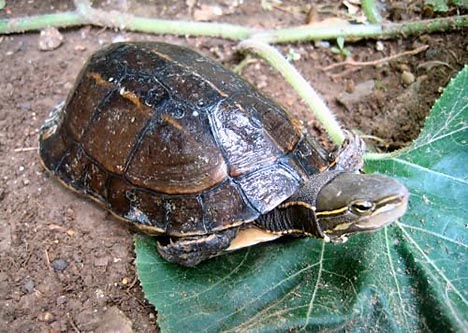 Critically endangered Yunnan box turtle, the world's third most-endangered turtle species. Wikipedia