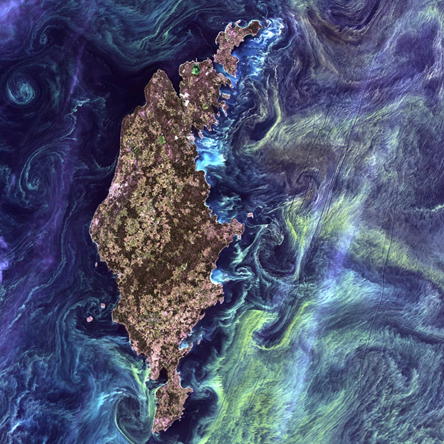Greenish phytoplankton swirls in the dark water around Gotland, a Swedish island in the Baltic Sea, 13 July 2005.  Landsat 7, NASA / Wikimedia Commons