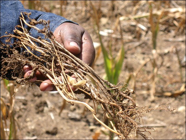 A farmer shows his drought-withered crops in Nakuru, the provincial capital of Kenya's Rift Valley province, 2009. advanceaid.org