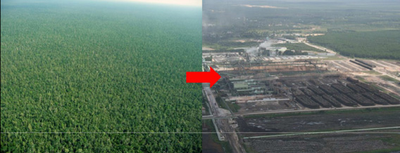 Forest to pulp mill in Riau Province, Sumatra, Indonesia. Eyes on the Forest presented its case for a stronger moratorium in a report sent to Kuntoro Mangkusubroto, head of Indonesia's REDD task force, an authority especially directly by President Susilo Bambang Yudhoyono. Eyes on the Forest / Kuntoro / mongabay.com