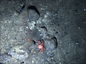 A crab in the Bellingshausen Sea. Courtesy of Richard B. Aronson / Florida Tech