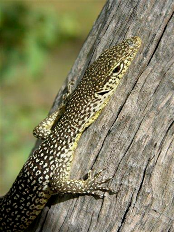 In this undated photo provided by the Northern Territory Government, a Spotted Tree Goana is shown. Up to 45 rare and endangered animal species in an Outback region of northern Australia could become extinct in the wild within 20 years unless urgent action is taken to control introduced predators, a study released Wednesday, March 23, 2011 said. AP / Northern Territory Government, Alaric Fisher, HO